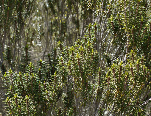 image of Ceratiola ericoides, Florida Rosemary, Sandhill Rosemary, Sand Heath