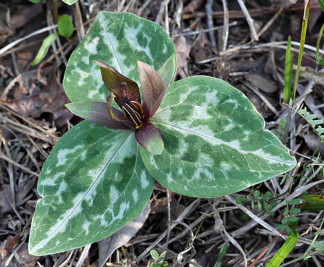 image of Trillium reliquum, Relict Trillium