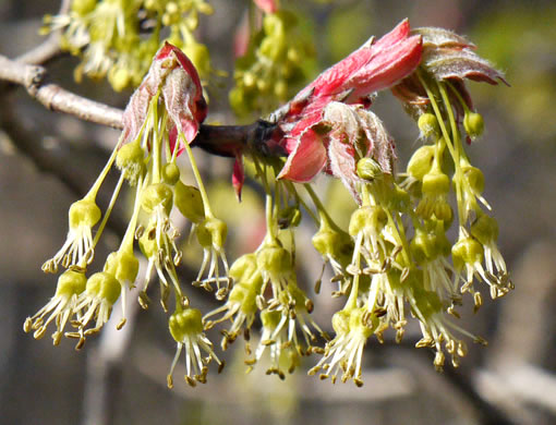 Acer leucoderme, Chalk Maple, Small Chalk Maple, White-bark Maple