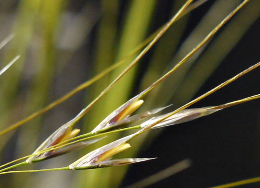 image of Piptochaetium avenaceum, Green Needlegrass, Blackseed Needlegrass, Eastern Needlegrass, Black Oatgrass