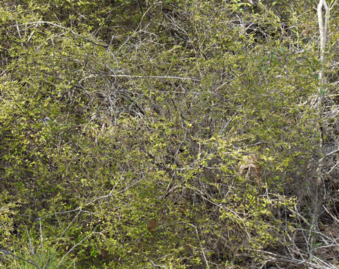 image of Vaccinium elliottii, Mayberry, Elliott's Blueberry