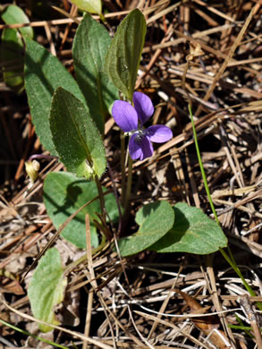 image of Viola sagittata, Arrowleaf Violet, Arrowhead Violet