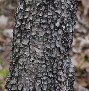 image of Elliottia racemosa, Georgia-plume, Southern-plume, Elliottia