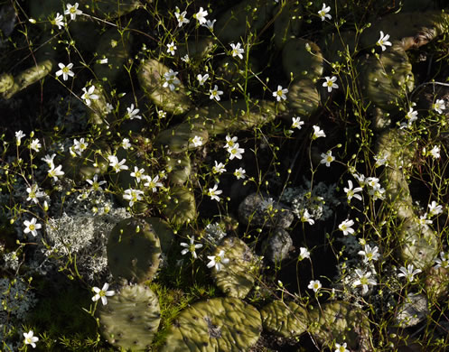 image of Geocarpon glabrum, Appalachian Sandwort