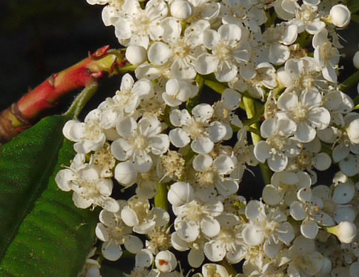 image of Photinia serratifolia, Taiwanese Redtip