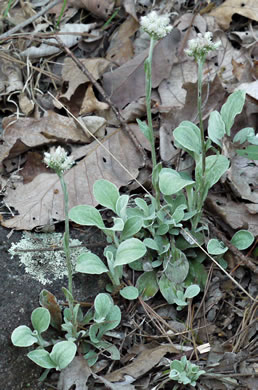 image of Antennaria plantaginifolia, Plantainleaf Pussytoes, Plantain Pussytoes