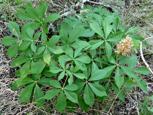 image of Aesculus sylvatica, Painted Buckeye