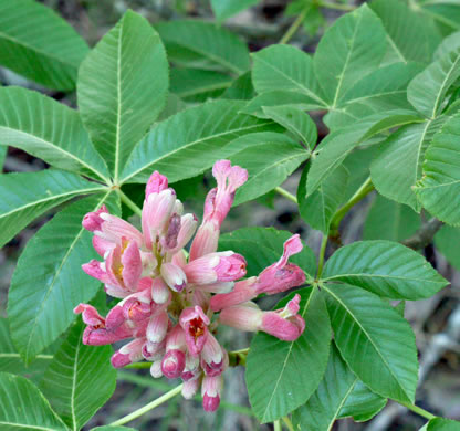 image of Aesculus sylvatica, Painted Buckeye