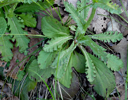 image of Packera obovata, Roundleaf Ragwort, Roundleaf Groundsel, Spatulate-leaved Ragwort, Running Ragwort