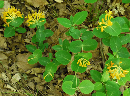 image of Lonicera flava, Yellow Honeysuckle