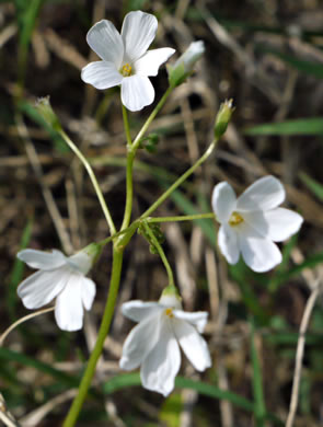 image of Oxalis articulata, Windowbox Wood-sorrel