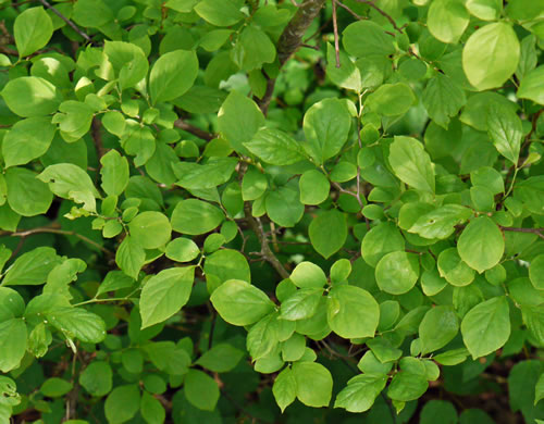 Styrax americanus var. americanus, American Storax, American Snowbell