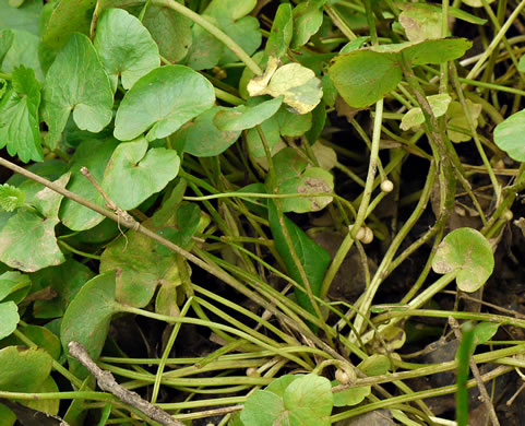 image of Ficaria verna ssp. verna, Fig Buttercup, Lesser Celandine, Pilewort