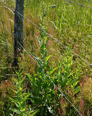 image of Verbascum blattaria, Moth Mullein