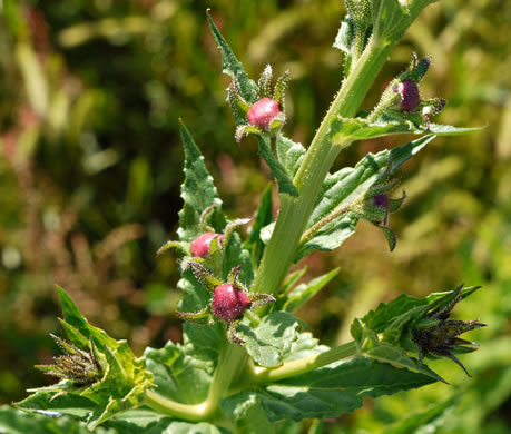 image of Verbascum blattaria, Moth Mullein