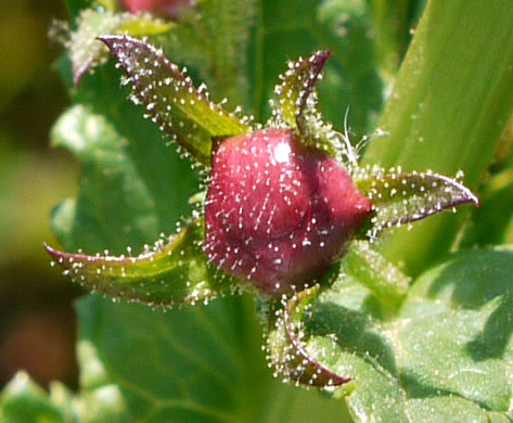 Verbascum blattaria, Moth Mullein