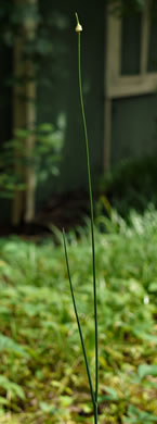 image of Allium vineale, Field Garlic, Wild Onion, Onion-grass, Crow Garlic