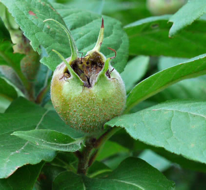 image of Crataegus germanica, European Medlar