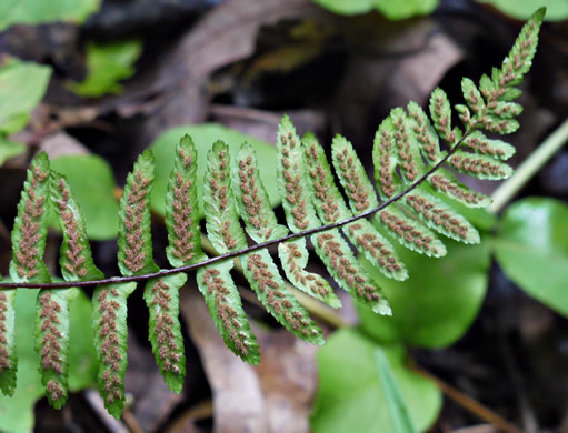 image of Asplenium platyneuron, Ebony Spleenwort