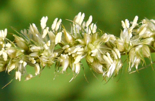 image of Amaranthus hybridus ssp. hybridus, Smooth Pigweed, Smooth Amaranth, Green Amaranth, Slim Amaranth