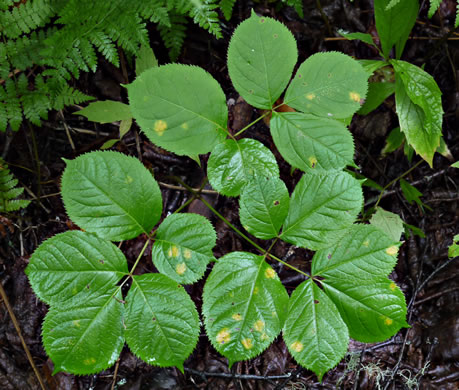 Aralia nudicaulis, Wild Sarsaparilla