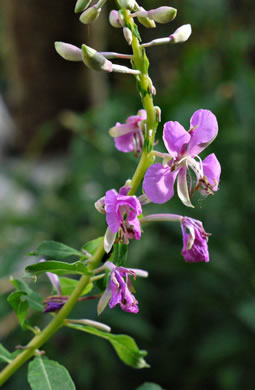 image of Chamaenerion angustifolium ssp. circumvagum, Great Willowherb, Fireweed