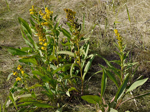 image of Solidago sempervirens, Northern Seaside Goldenrod