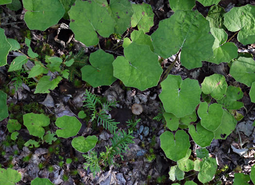 image of Tussilago farfara, Coltsfoot