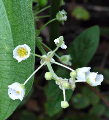 image of Sagittaria latifolia +, Broadleaf Arrowhead, Duck Potato, Common Arrowhead