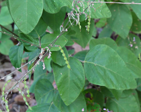 image of Desmodium viridiflorum, Velvety Tick-trefoil, Velvety Tick-clover