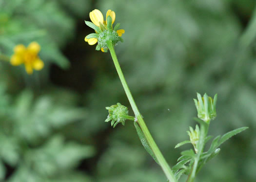 Bidens bipinnata, Spanish Needles