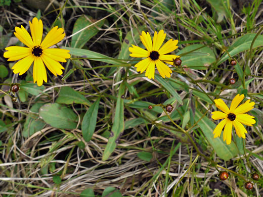 image of Coreopsis gladiata, Swamp Coreopsis, Swamp Tickseed, Seepage Coreopsis, Coastal Plain Tickseed