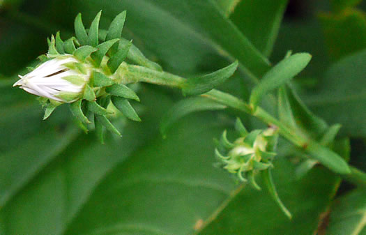 involucral bracts