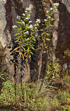 image of Symphyotrichum puniceum var. puniceum, Purplestem Aster, Swamp Aster