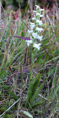 image of Spiranthes ochroleuca, Yellow Ladies'-tresses, Yellow Nodding Ladies'-tresses