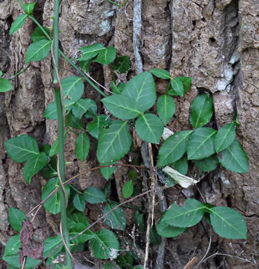 image of Euonymus fortunei, Wintercreeper, Climbing Euonymus, Chinese Spindle-tree