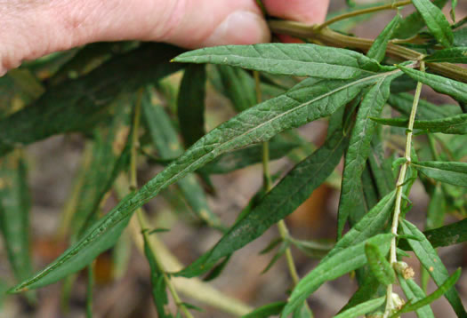 image of Artemisia vulgaris, Mugwort, Felon Herb