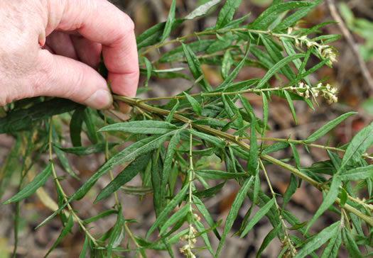 image of Artemisia vulgaris, Mugwort, Felon Herb