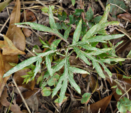 image of Artemisia vulgaris, Mugwort, Felon Herb