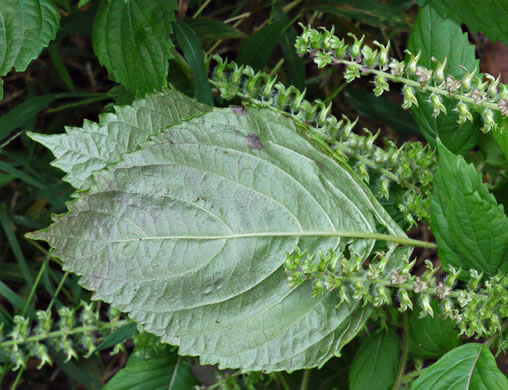 image of Perilla frutescens, Beefsteak-plant, Perilla