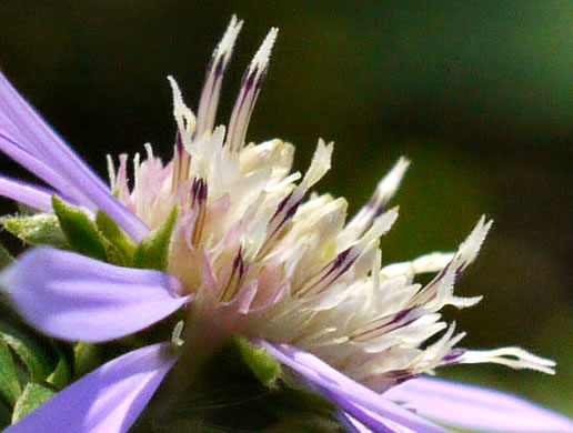 image of Symphyotrichum retroflexum, Curtis's Aster, Rigid Whitetop Aster