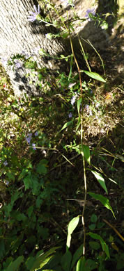 image of Symphyotrichum retroflexum, Curtis's Aster, Rigid Whitetop Aster