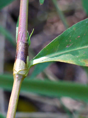 Persicaria punctata, Dotted Smartweed