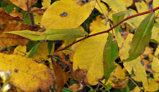 image of Symphyotrichum retroflexum, Curtis's Aster, Rigid Whitetop Aster