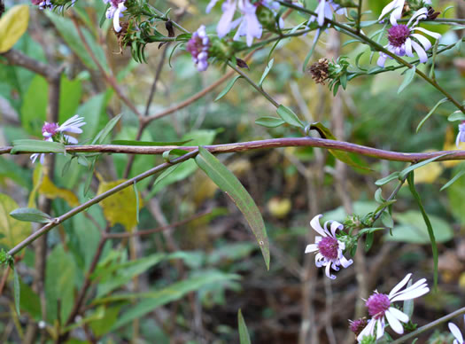 image of Symphyotrichum retroflexum, Curtis's Aster, Rigid Whitetop Aster