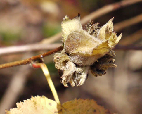 image of Corylus americana, American Hazelnut, American Filbert