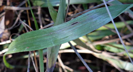 image of Pityopsis nervosa, Common Silkgrass, Grassleaf Goldenaster