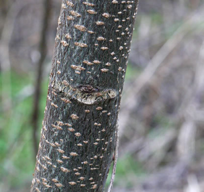 image of Melia azedarach, Chinaberry, Pride-of-India