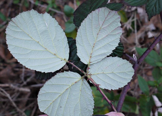 image of Rubus bifrons, European Blackberry, Himalayan Blackberry, Himalaya-berry