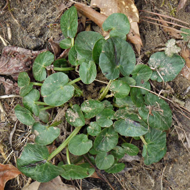 image of Ficaria verna ssp. ficariiformis, Fig Buttercup, Lesser Celandine, Pilewort